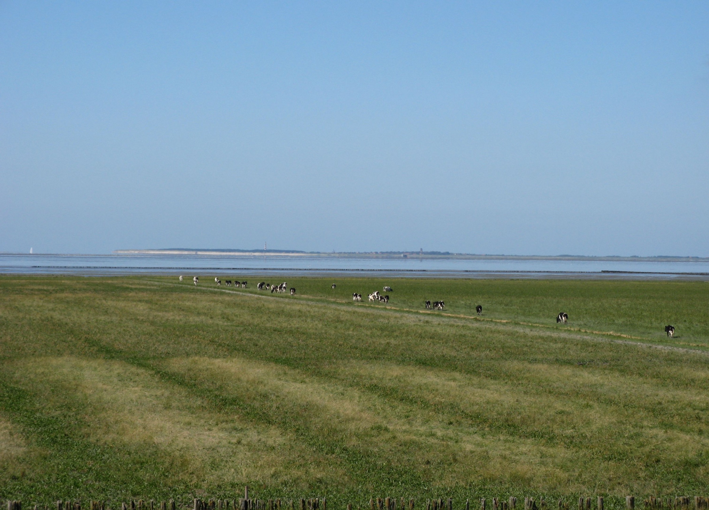 Een weids kwelderlandschap aan de Waddenkust met grazend vee en de horizon